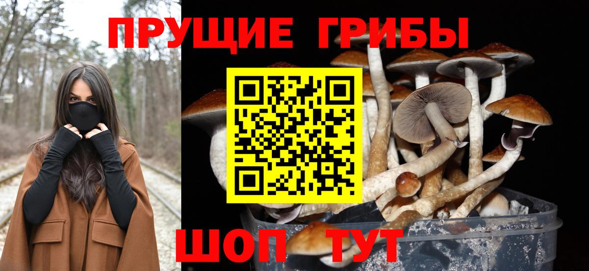 Псилоцибиновые грибы Psilocybine cubensis Строитель